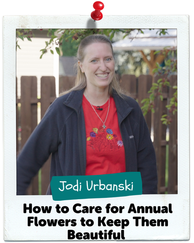 How to Care for Annual Flowers to Keep Them Beautiful, Jodi Urbanski